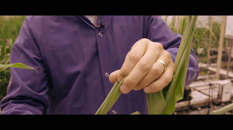 In the edited plant, those stomata pores