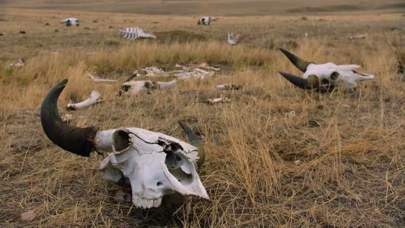 In the end, the bone trade