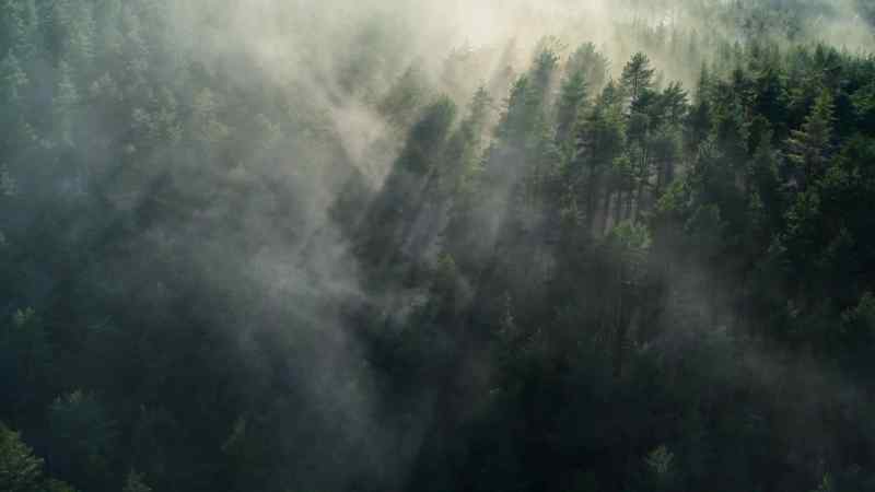 In the forests of North America