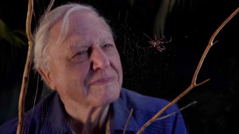 In the next programme, I'll look at arthropod predators