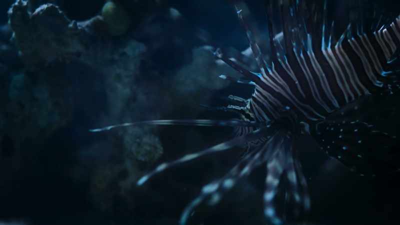 In the ocean