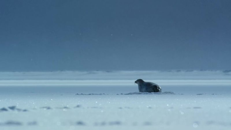 In the past, she would have built a den inside a ridge on the ice