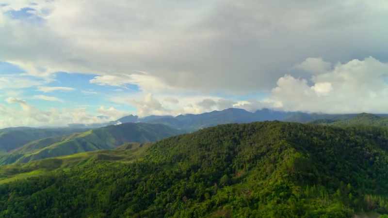 In the Philippines' fragmented forest