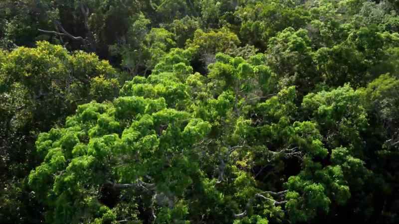 In the rainforests of Australia