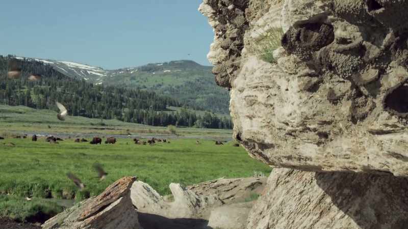 In the shadow of bison and bears