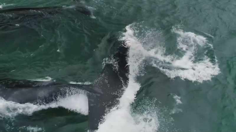 In the shallows, the bow heads lash out