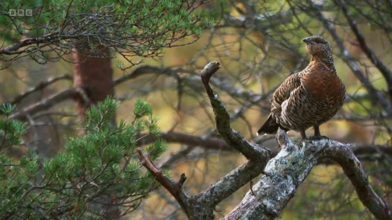 In the trees above, a female, or hen, has arrived