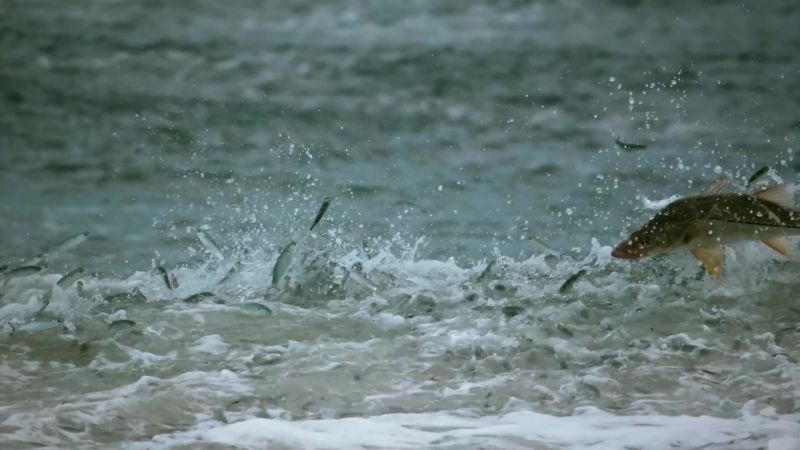 In the turbulent, shallow water