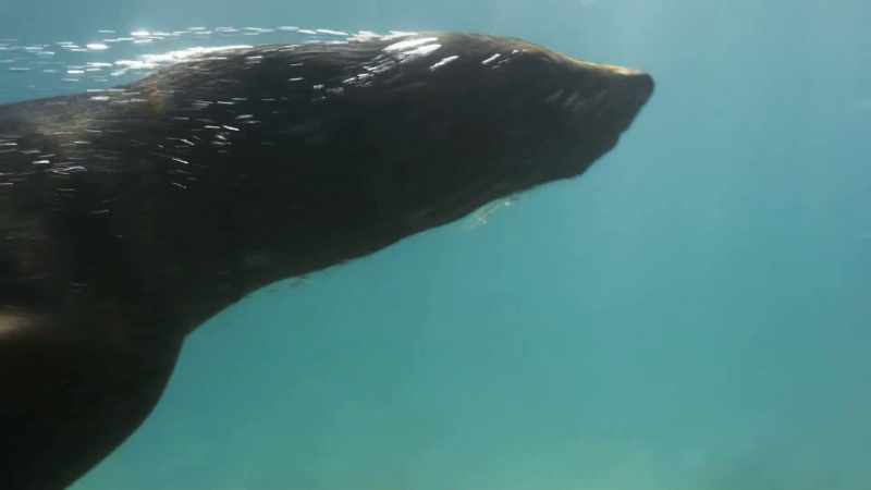 In the water, he's fast and agile