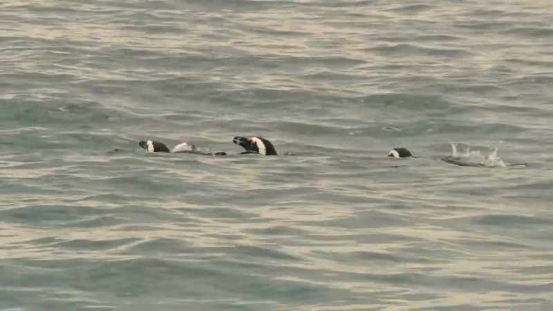 In the water, the real trials begin