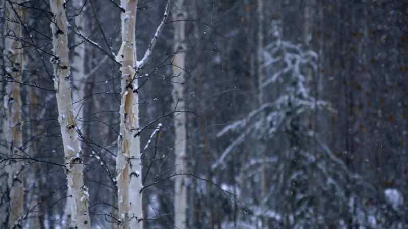 IN THE WINTERTIME THERE'S BEAUTY