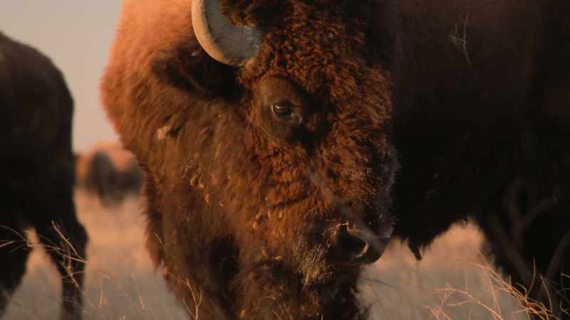 In their place, the modern buffalo evolved and multiplied