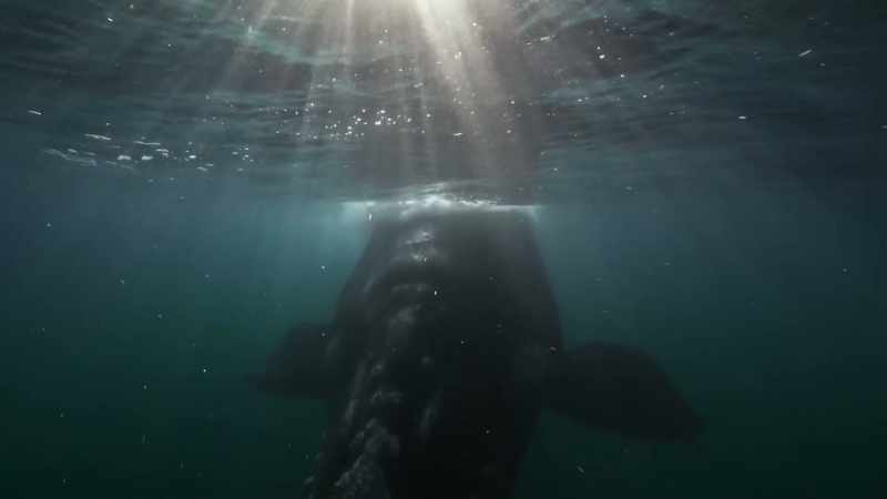 In these calm, shallow waters