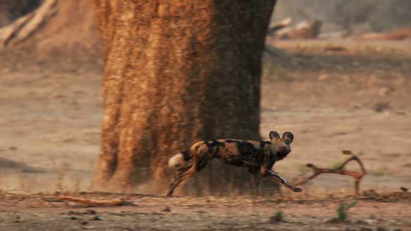 In these conditions, Blacktip's pack will find it hard to feed themselves