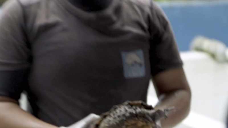 In three months, we set 50 of them free