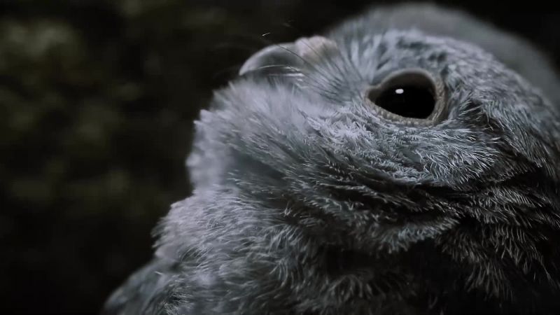 In three weeks, the owlets have quadrupled in size