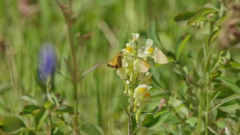 In turn, plants that the elk fed