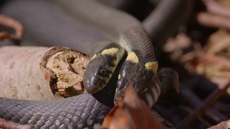 In two or three months, she may lay as many as 40 eggs