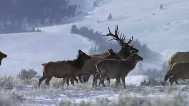 In winter, elk is the main thing on the menu for this pack