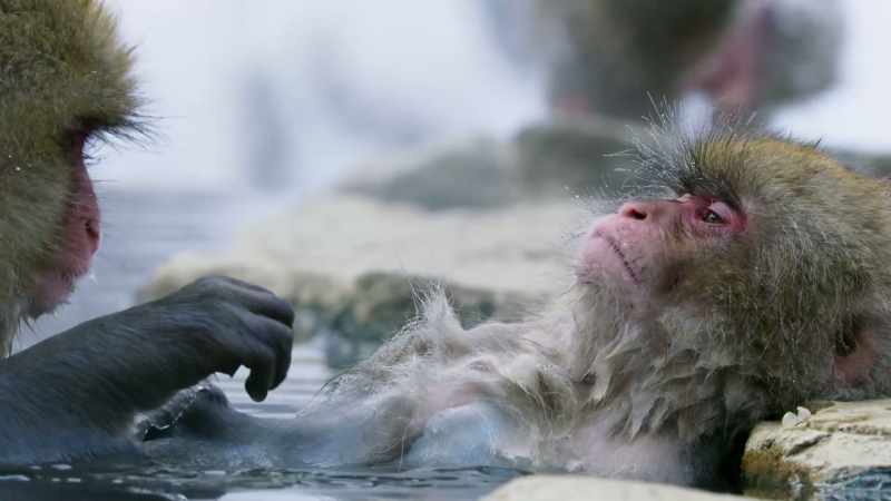 In winter, Japanese macaques