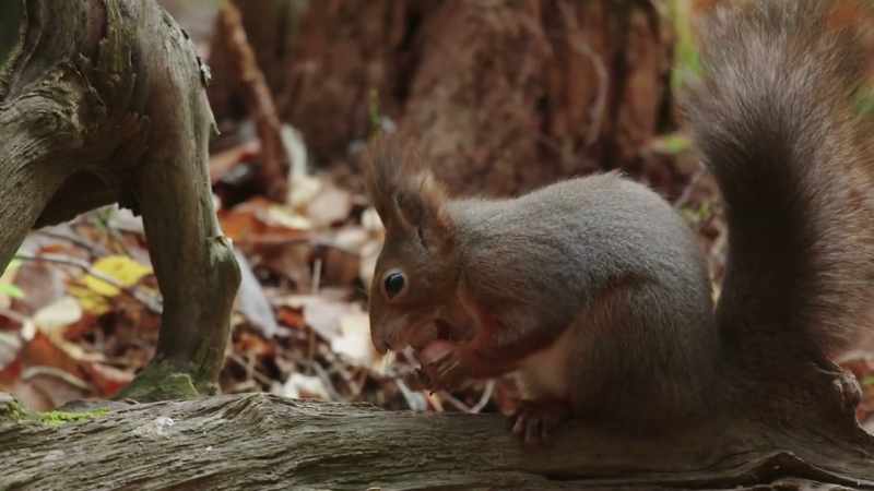 In winter, this red squirrel will use her road-map-like memory