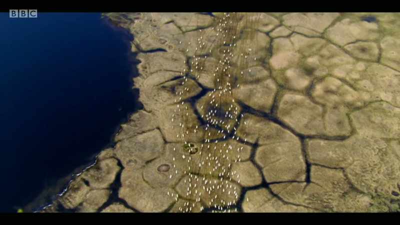 Increasing temperatures mean some species are unable to survive