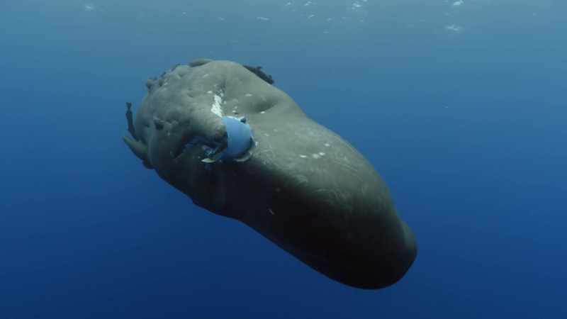 Industrial pollution and the discarding of plastic waste