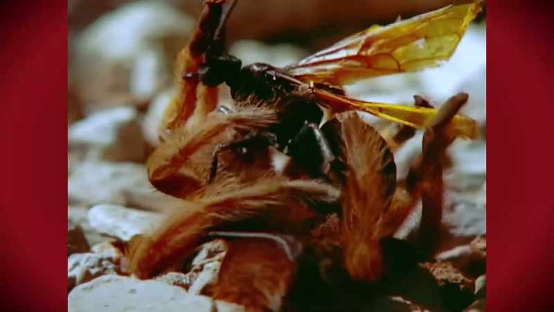 Inevitably, the wasp gets under the tarantula
