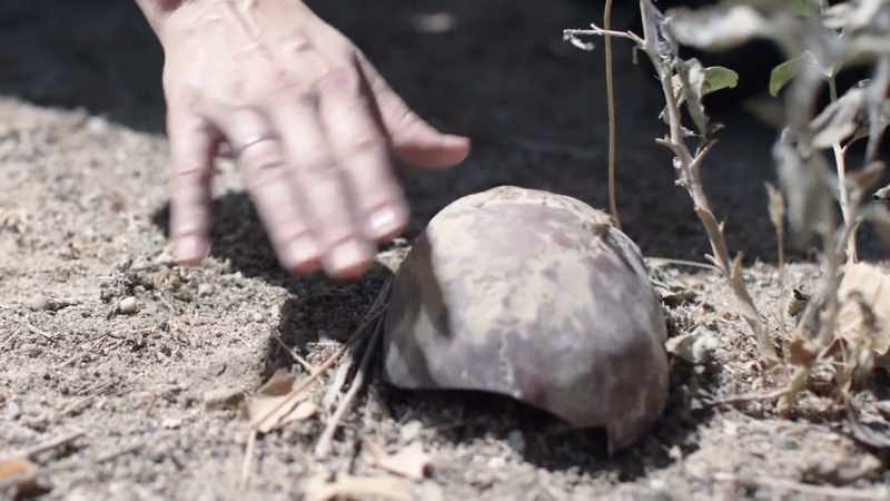 Initially, she thought it was a ball