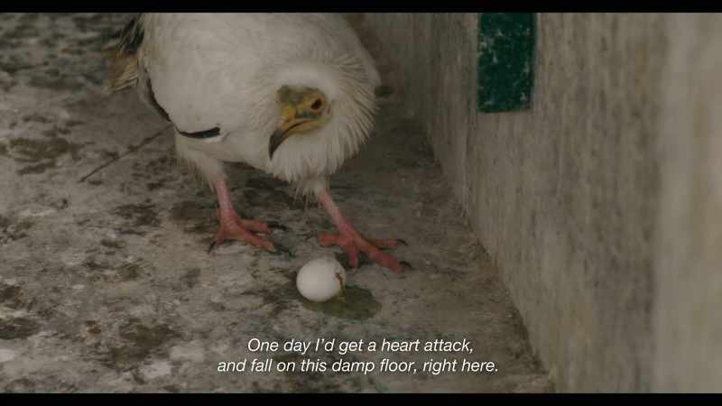 Injured birds arrive one by one