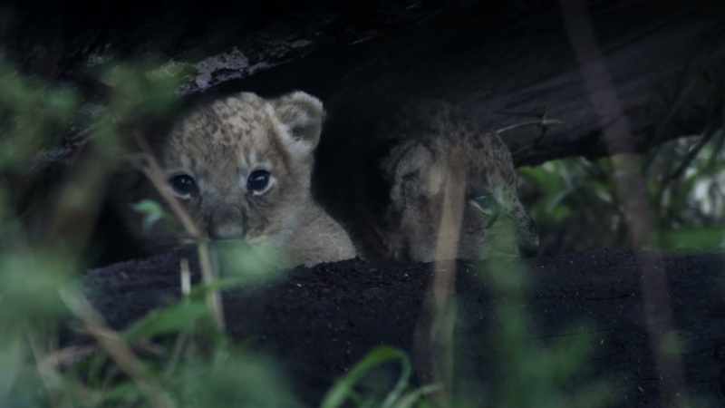 Inquisitive and clumsy lions could be a threat to the newborns
