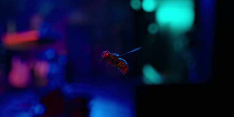 [insect buzzing] -[wings beating]