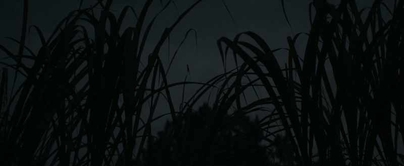 [ Insects chirping, owl hooting ]