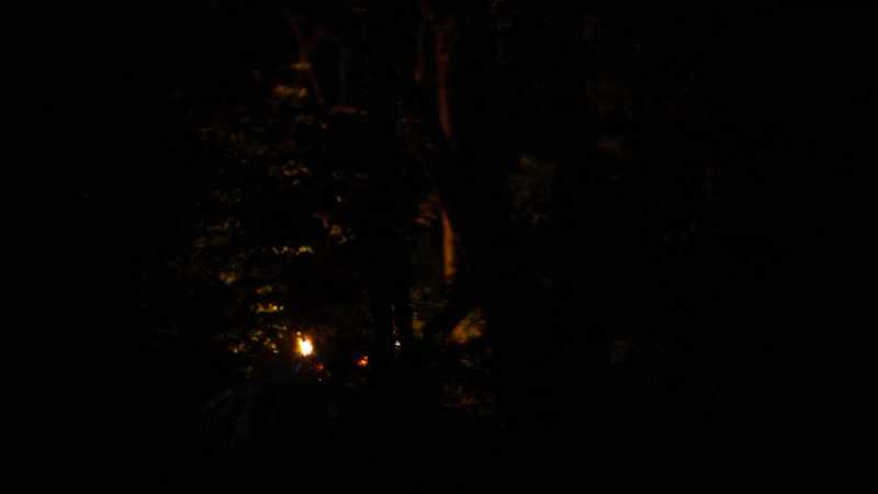 (INSECTS CHIRPING)