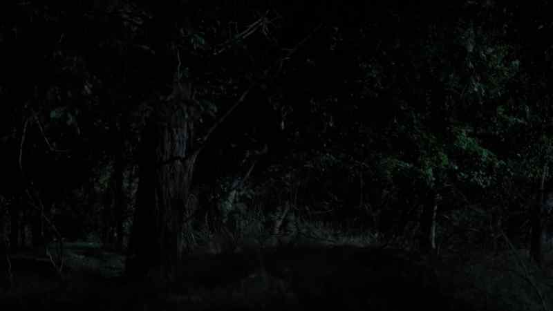 (insects chirping)