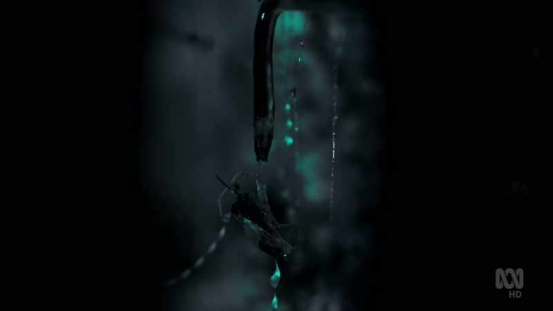 Insects drawn to the light are ensnared, then devoured