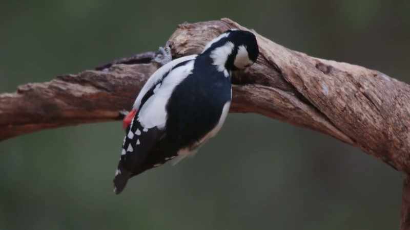Insects and larvae are all these birds eat