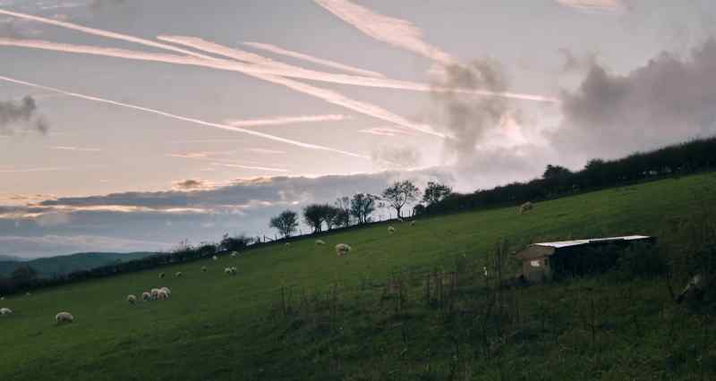 (insects trilling) -(sheep bleating)