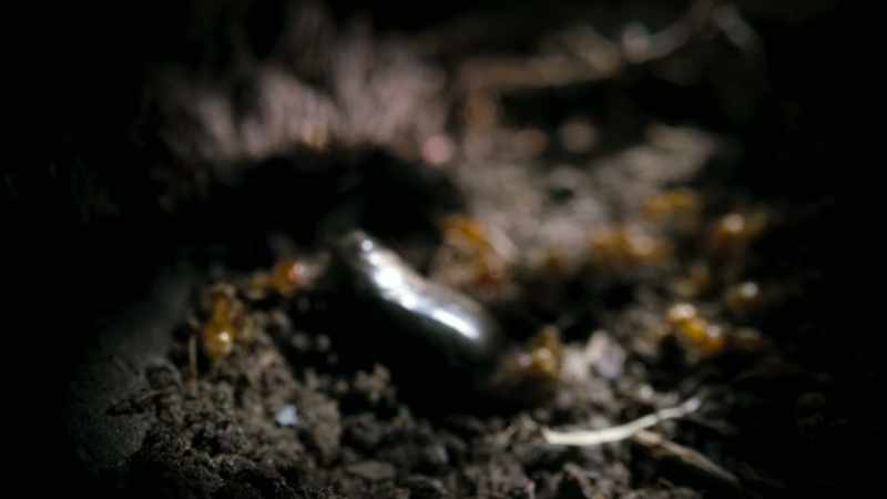 Inside the chrysalis