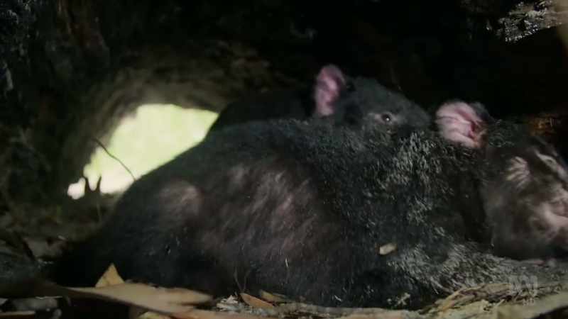 Inside the den, he moves her around in an effort to mate