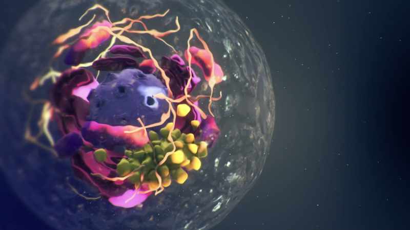 Inside the human cells