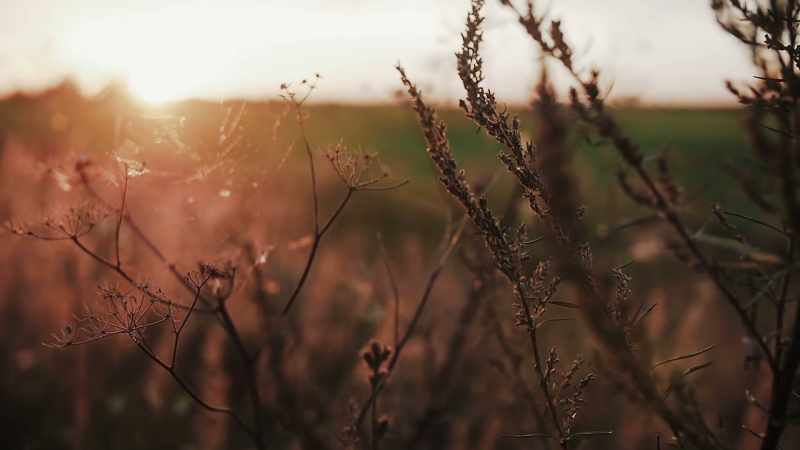 Insight arises within mindfulness