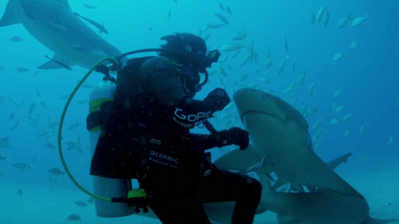 Insist in a world that's shark-free