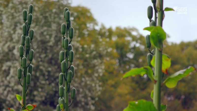 Instead, landowners began to create gardens