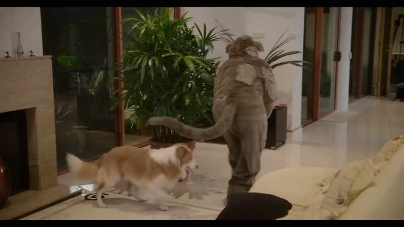 Instinctively, I know how to get through  to a pet