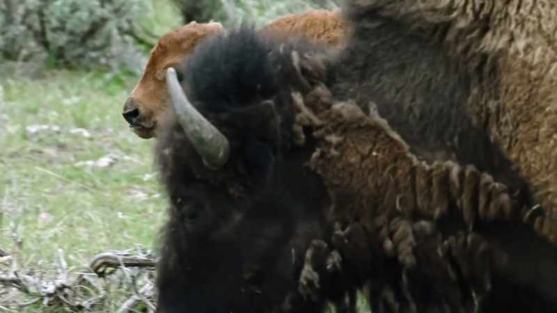 Instinctively, mothers shield their calves