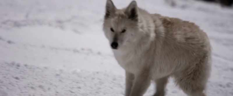 INUIT SHAMAN: There was a higher Spirit