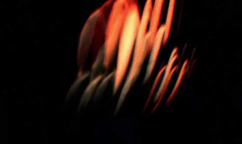 Invaders