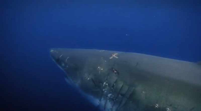 Investigators who study shark physiology have come to a terrifying conclusion