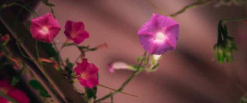 Ipomoea nil in Latin